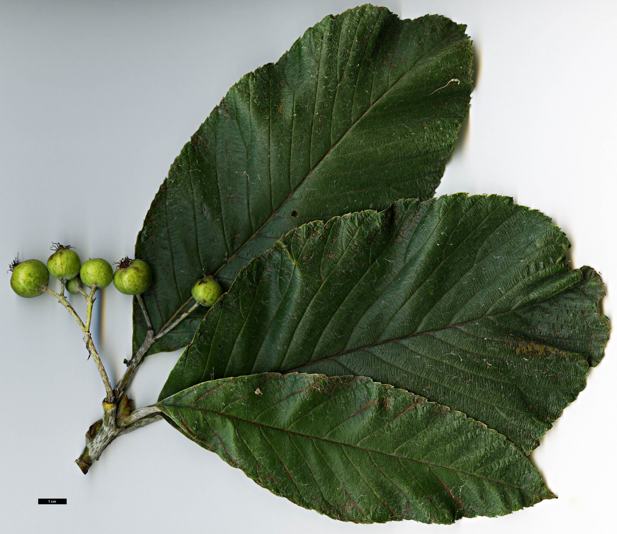 High resolution image: Family: Rosaceae - Genus: Sorbus - Taxon: hedlundii